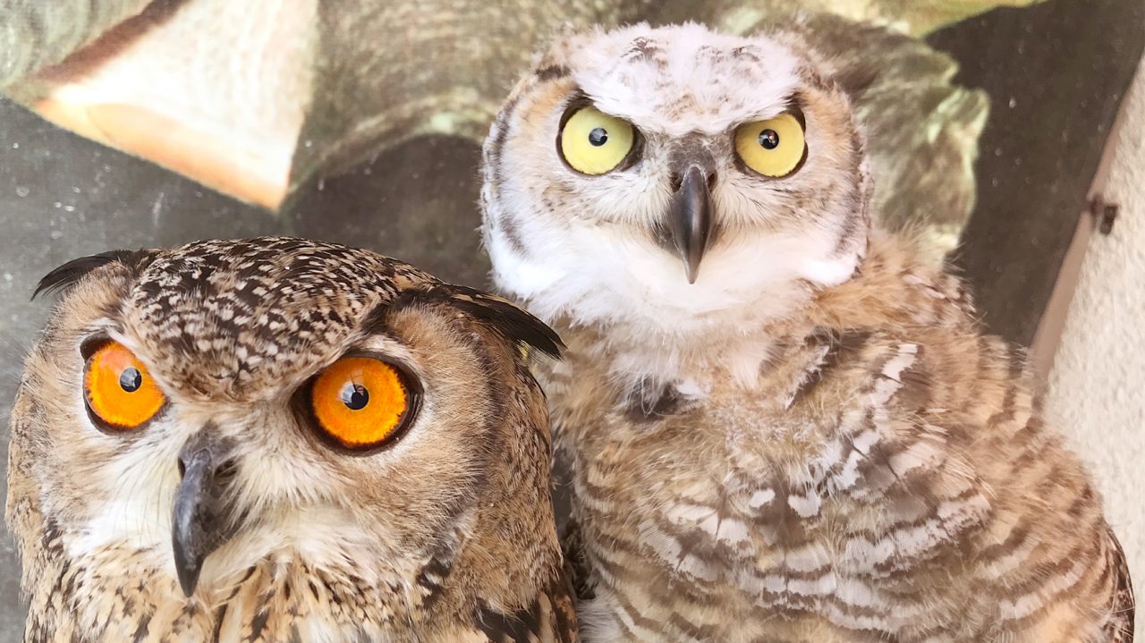 ハンティングアニマル