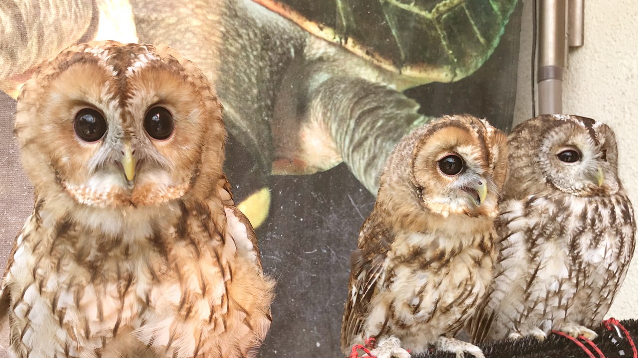 ハンティングアニマル