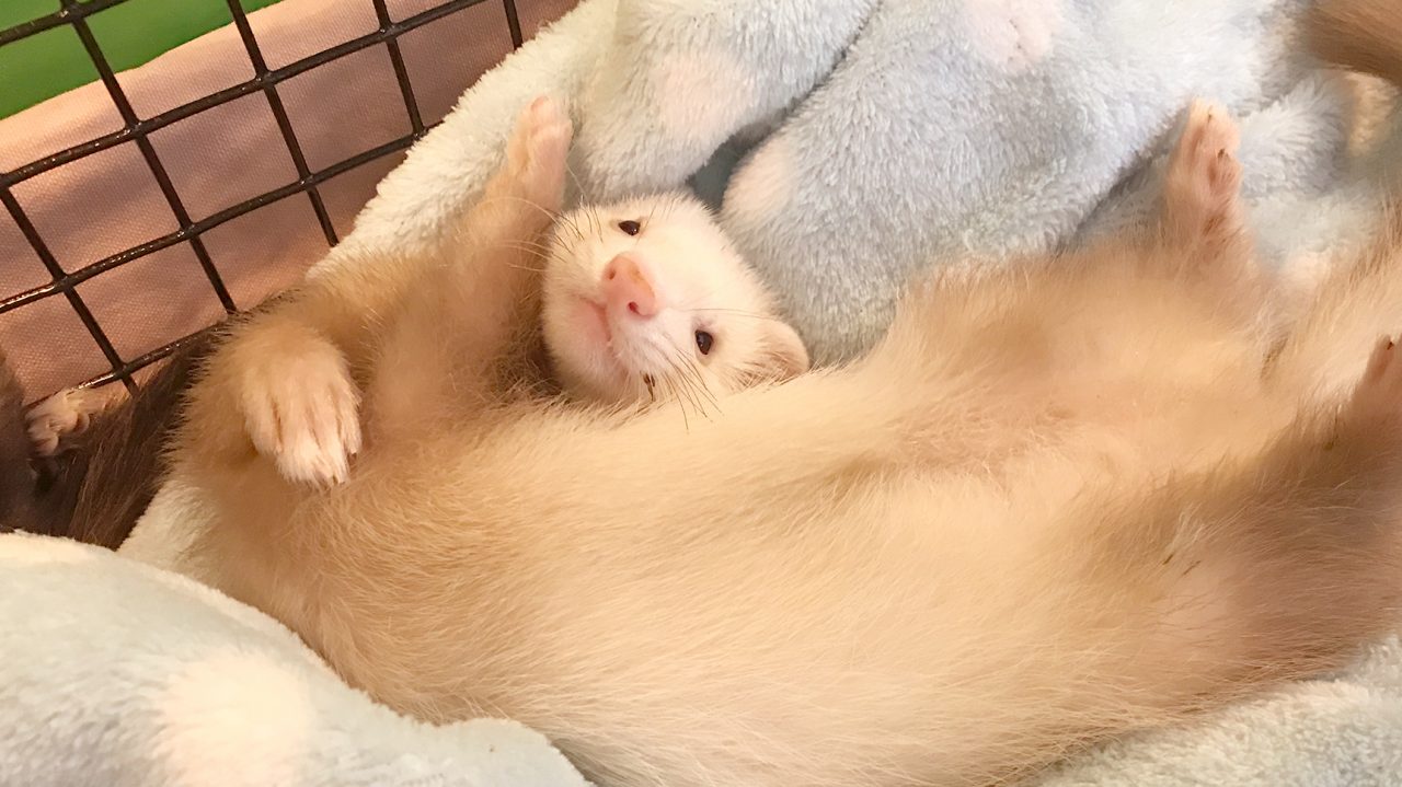 ハンティングアニマル