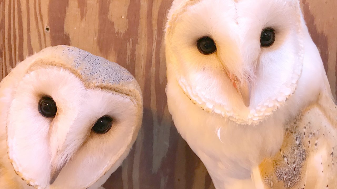 ハンティングアニマル