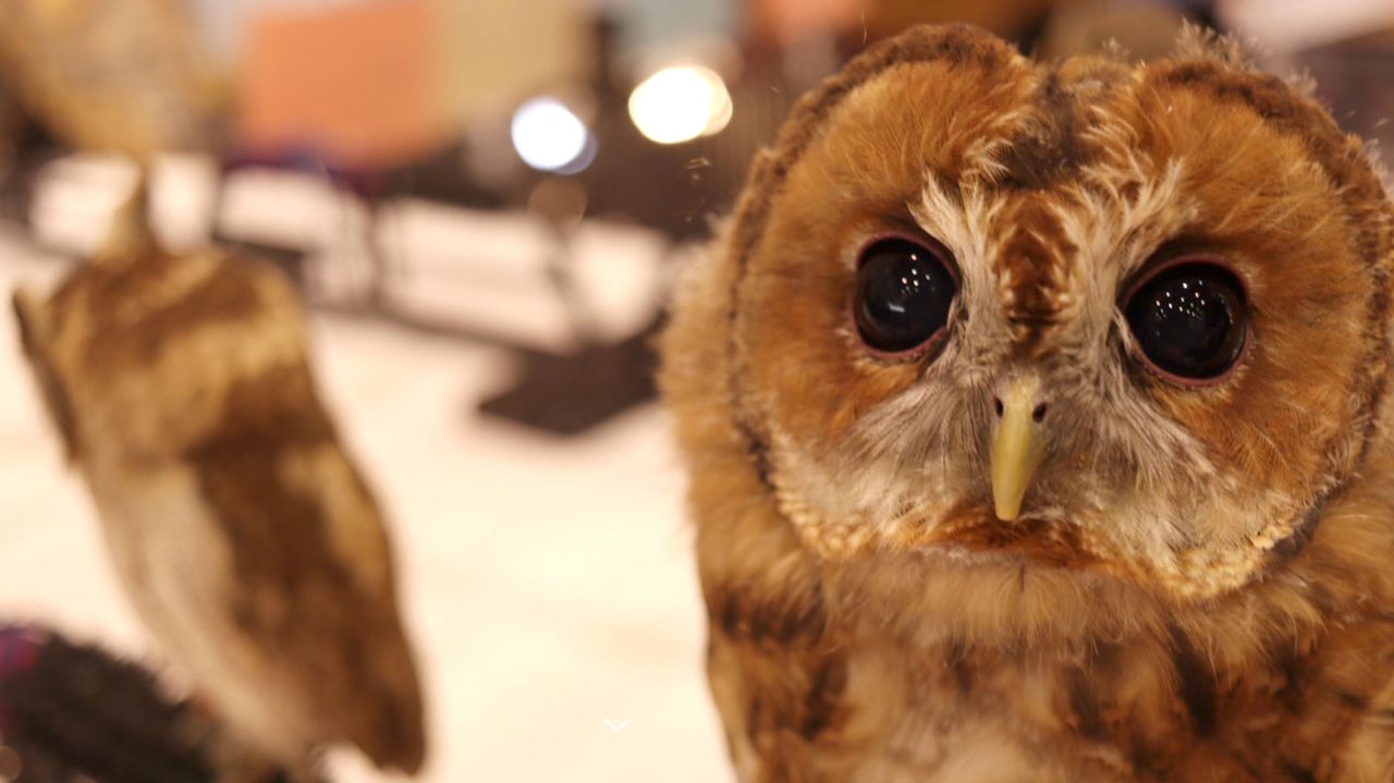 ハンティングアニマル