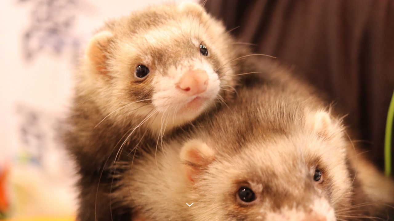 ハンティングアニマル