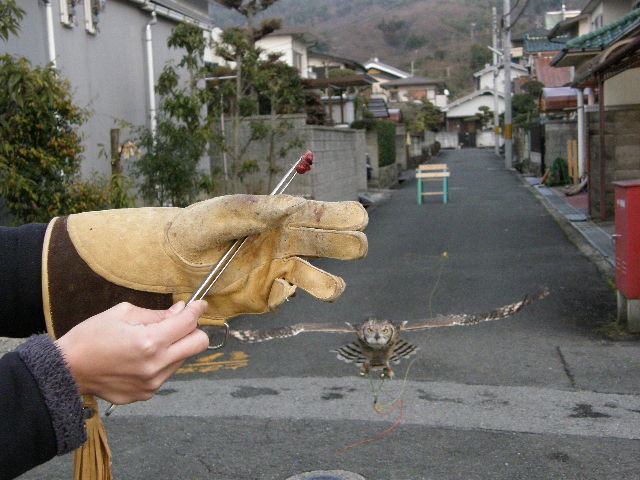アフリカワシミミズク （（紐付き渡りフライト風景）） ハンティング