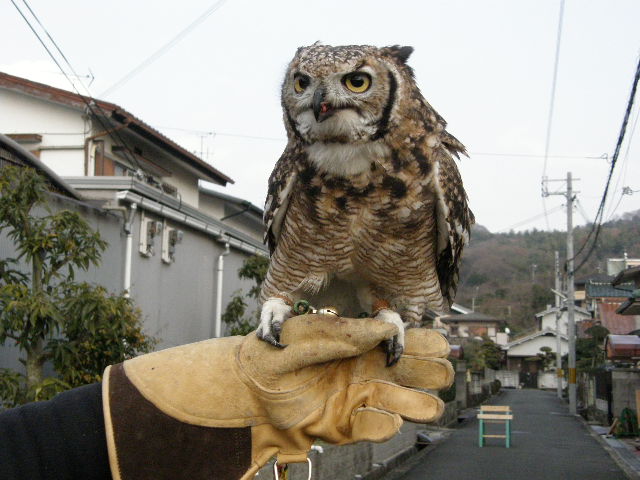 アフリカワシミミズク （（紐付き渡りフライト風景）） ハンティング