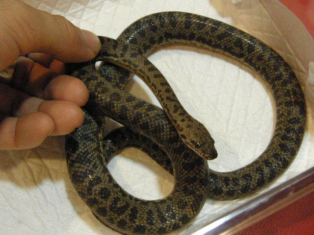 新入荷 セイブシシバナヘビ ニシキマゲクビガメ アカメカブトトカゲ ハンティングアニマル 猛禽類 爬虫類 冷凍餌 専門店